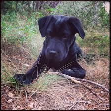 Labrador Mix Shar Pei
