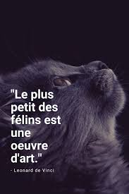 Chat Noir Citation Chat Chat Noir Chat