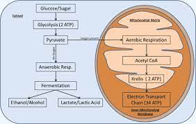 Cellular Respiration Cycle Cell Respiration Cellular Respiration Biology Lessons