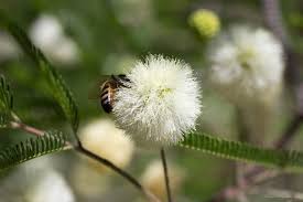 Image result for Acacia rovumae