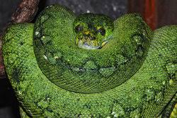 We did not find results for: Snake Eyes Piercing Dies Sollten Sie Wissen