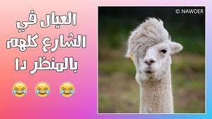 تحدي الملل صور وبوستات مضحكة تفرفش على قلبك ههههه