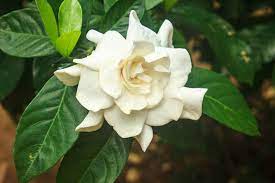 Gardenia Jasminoides Cape Jasmine