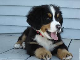 Chiot type bouvier bernois (chiens / bouvier). Epingle Sur Dogs