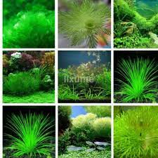 1000pcs Grass Seeds Aquarium Tank Decor Water Green Aquatic Plant Seed Ebay Aquatic Plant Seeds Fish Tank Plants Aquarium Grass