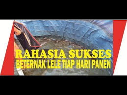 Mar 03, 2020 · analisa budidaya lele 10.000 ekor. Analisis Usaha Budidaya Lele Model Kolam Terpal Tebaran Benih 10 Ribu Ekor
