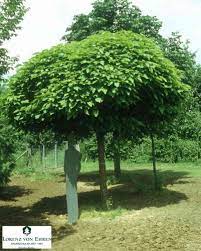 En plus d'être décoratifs, ces arbres d'ombrage du jardin se prêtent bien à la taille. 6 Arbres Qui Sont Vraiment Adaptes Pour Un Petit Jardin