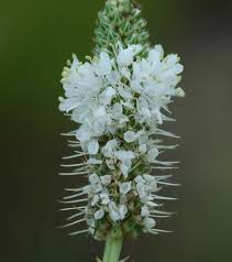 Image result for Buchnera candida