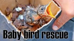 Once you've returned the bird to a nest—whether real or homemade—keep an eye out for the parents. Baby Bird Rescue Fallen From Nest Youtube