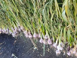 Image result for Dovyalis macrocalyx