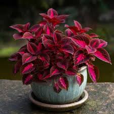Image result for Coleus hereroensis