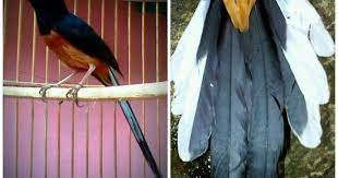 Suara burung murai batu aceh variasi lengkap download link disini suara jernih murai aceh gacor speed rapat download link disini suara tembakan murai aceh gacor dor download link disini Murai Batu Lampung Semi Adalah Murai Batu Palangka On Kicau