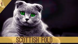 Evde Ve Apartmanda Bakilabilecek Zeki Kedi Cinsi Scottish Fold Kedi Evdebakilabilecekkediler Cat Youtube