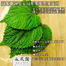 お肌が整うビタミンが豊富な 女性に嬉しいお野菜とは