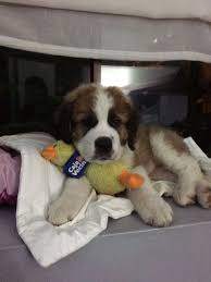 Almendra The Saint Bernard 1 Month St Bernard Puppy St Bernard Dogs St Bernard