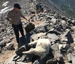 Lady slaughtering goat and skinning it/educational videoподробнее. Quandary Peak Mountain Goat Poachers Under Criminal Investigation