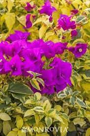 Pin On Addtl Plants I Want