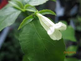 Image result for Ruellia brevifolia