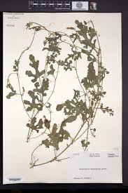 Image result for Cucumis sacleuxii