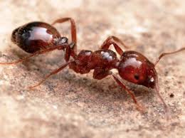 6.2 dishwasher liquid and olive oil; Fire Ant Management Lawn Care Services Weed Man Lawn Care
