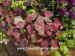 Image result for Euphorbia cotinifolia