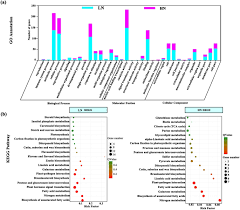 Photosynthetic Performance And Photosynthesis Related Gene Expression Coordinated In A Shade Tolerant Species Panax Notoginseng Under Nitrogen Regimes Bmc Plant Biology Full Text