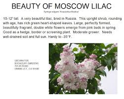 It has a lovely strong fragrance too. Lilac Beauty Of Moscow
