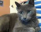 Russian Blue Kittens For Sale In Florida