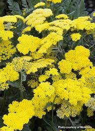 They are low maintenance, provide winter interest, have great fall color, and look fantastic when they are in bloom. 10 Low Maintenance Perennials For Your Garden Garden Gate