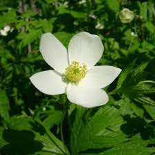 All these flowers here symbolize protection. Flowers That Symbolize Protection A To Z Flowers