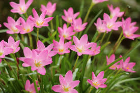 Under the boughs of a deciduous tree is a good location, along with any warmer spot. Pink Rain Lilies Zephyranthes Free Photo On Pixabay