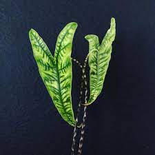 You will be receiving one plant between 2.5 and 6 inches in height shipped in a 3 inch deep pot. Alocasia Zebrina Reticulata Arliceci Unique Plants Alocasia Plant Variegated Plants