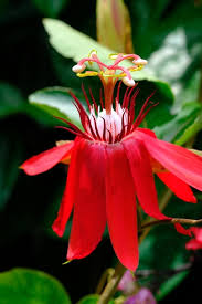 Image result for Passiflora vitifolia