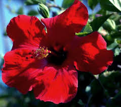 The leaves are very attractive, too, they are deeply lobed, dark green with burgundy red. Hibiscus Fireball Hardy Hibiscus Pint Plant Buy Plants And Seeds Rare And Unusual Passiflora Aristolochia Asclepias Bananas