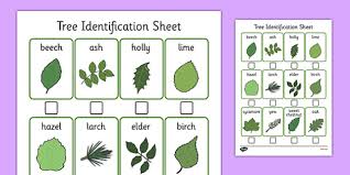 Tree Identification Sheet Tree Identification Sheet