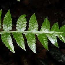 Image result for Blotiella