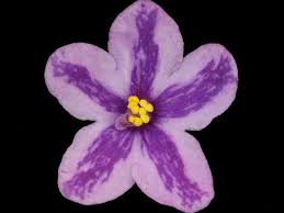 I appreciate all the love. African Violets By Lyndon Lyon Greenhouses