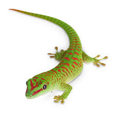 Click this item for pricing and more information. Giant Day Geckos For Sale Phelsuma Sp Petco