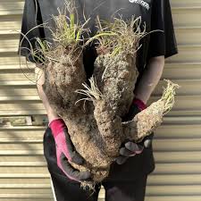 Image result for Xerophyta trichophylla