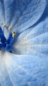 Flower beautiful sky blue colour wallpaper. Blue Flowers Iphone 6 Plus Wallpaper 14088 Flowers Iphone 6 Plus Wallpapers Blue Flowers Background Blue Flower Wallpaper Blue Flowers