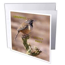 While these large wrens are not particularly grand or colorful, and their raspy, scolding songs and dry chattering calls are the opposite of beautiful. Amazon Com 3drose State Bird Of Arizona Cactus Wren Greeting Cards 6 X 6 Inches Set Of 6 Gc 50933 1 Blank Greeting Cards Office Products