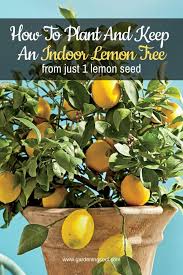 How To Plant And Keep An Indoor Lemon Tree From Just 1 Lemon Seed In 2020 Indoor Lemon Tree Lemon Seeds Growing Lemon Trees