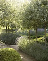 These Seem Very Tall Skinny For A Typical Olive Tree Any Idea What Type This May Be Garden Olive Trees Landscape Olive Trees Garden Mediterranean Landscaping