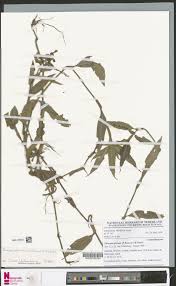 Image result for Floscopa africana