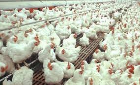 Harga jual ayam broiler saat ini condong normal di pasaran walaupun sempat juga mengalami penurunan yang sangat tajam. Daftar Harga Ayam Broiler Hari Ini Maret 2016 Cari Uang