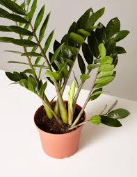 Why are zz plants so popular? 11 Best Indoor Plants For Your Home In 2021 Air Purifying Plants