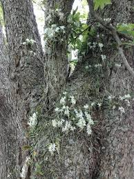 Image result for Mystacidium venosum