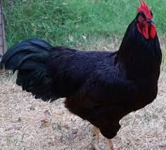 It was in the year 1904 when the american poultry association started recognizing the rhode island red chicken as an official chicken breed. Rhode Island Red Chicken Exhibition Type Cackle Hatchery