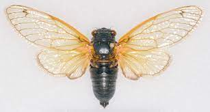 Find & download free graphic resources for cicada bug. Periodical Cicadas Wikipedia