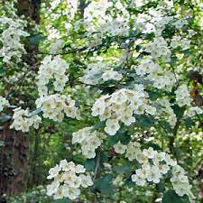 We did not find results for: White Hawthorn State Flower White Flowering Trees World Cultures Backyard Landscaping